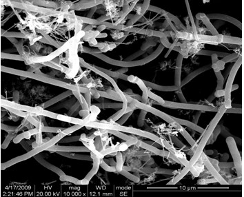 碳纳米纤维